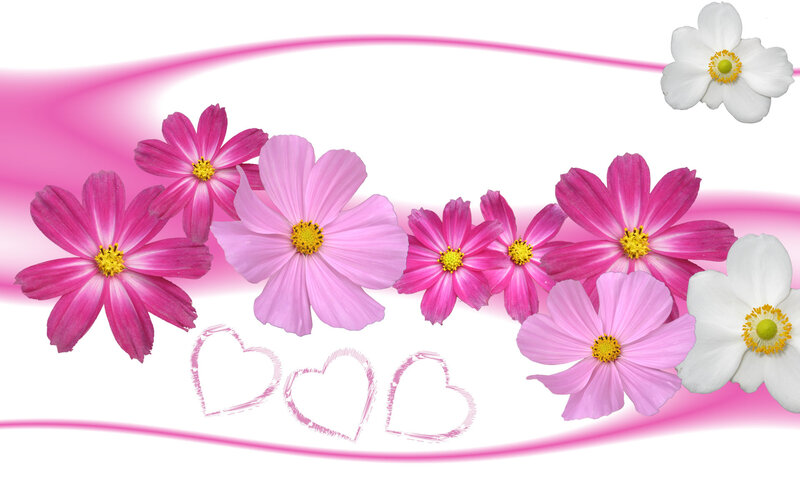 Pink and White Cosmos Flowers — Cheerful, Digital Art, Hearts