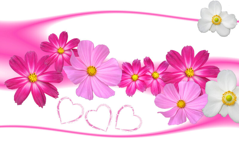 Pink and White Cosmos Flowers — Cheerful, Digital Art