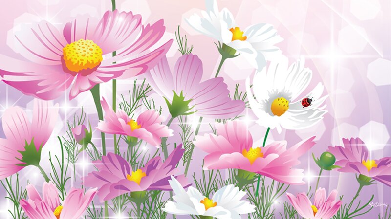 Pink and White Cosmos Flowers — Cheerful, Spring