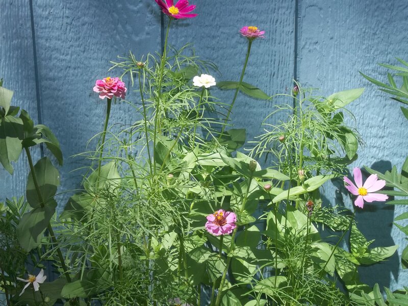 Pink and White Cosmos Flowers — Green