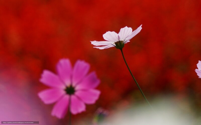 Pink and White Cosmos Flowers — Red