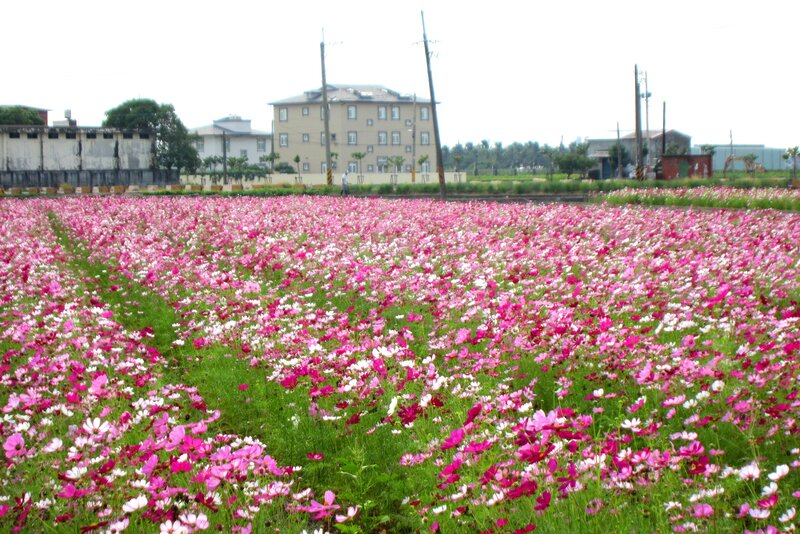 Pink and White Cosmos Flowers — Serene, Afternoon, Photograph, Field