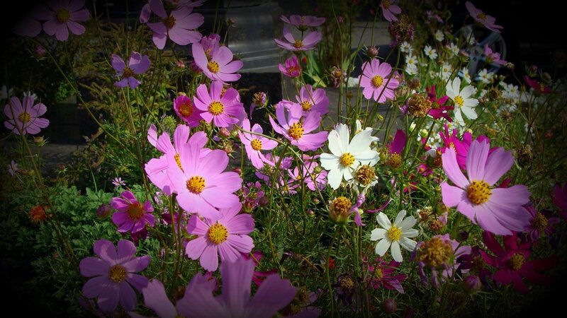 Pink and White Cosmos Flowers — Serene, Afternoon, Photograph, Green Foliage, Garden