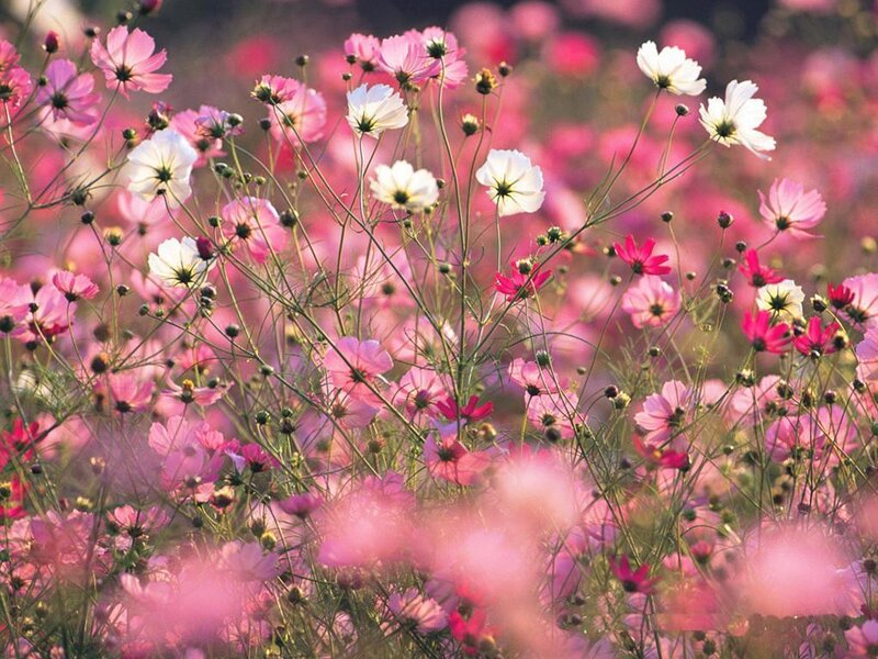 Pink and White Cosmos Flowers — Serene, Afternoon, Photograph, Stems