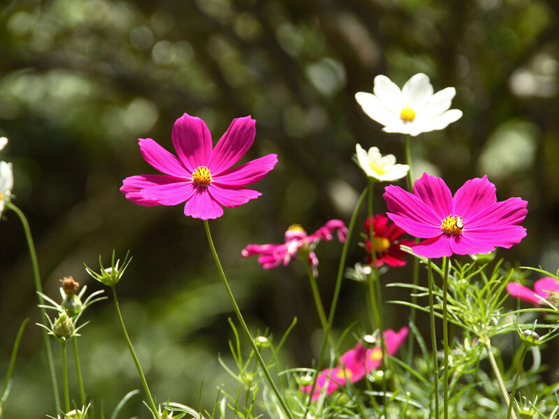Pink and White Cosmos Flowers — Serene, Afternoon, Photograph