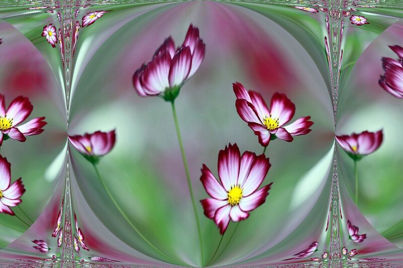 Pink and White Cosmos Flowers — Serene, Digital Art