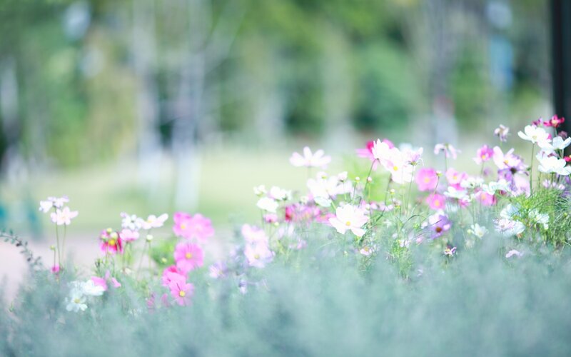 Pink and White Cosmos Flowers — Serene, Spring