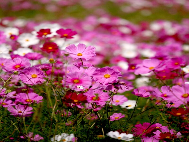 Pink and White Cosmos Flowers — Serene, Summer, Photograph