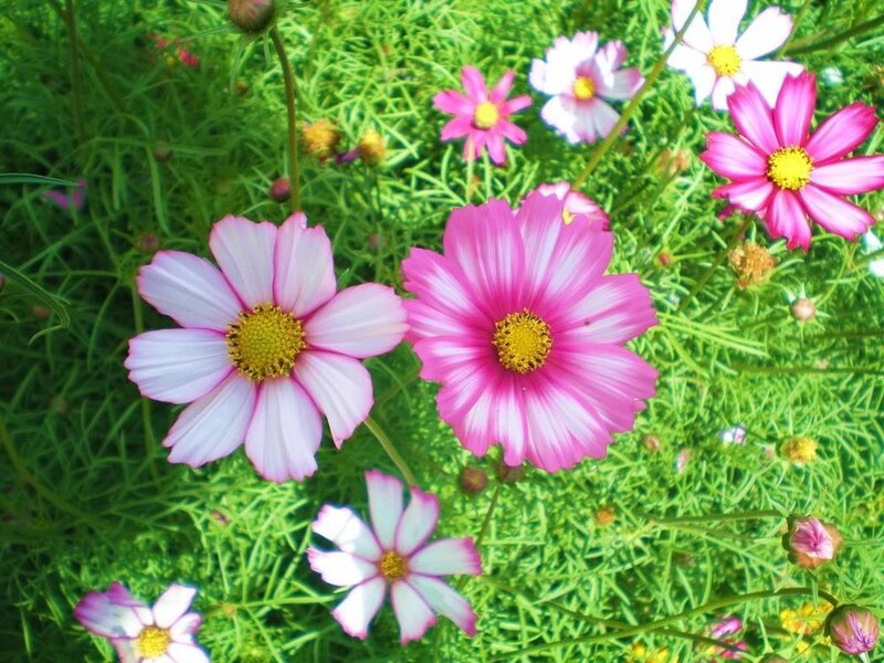 Pink and White Cosmos Flowers — Serene, Summer