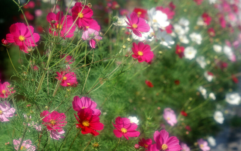 Pink and White Cosmos Flowers — Serene