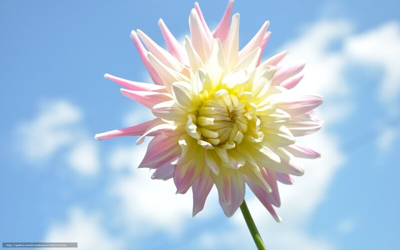 Pink and White Dahlia — Blue