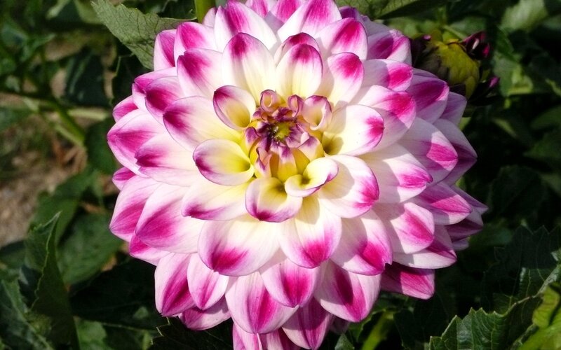 Pink and White Dahlia — Calm, Afternoon, Photograph, Flower