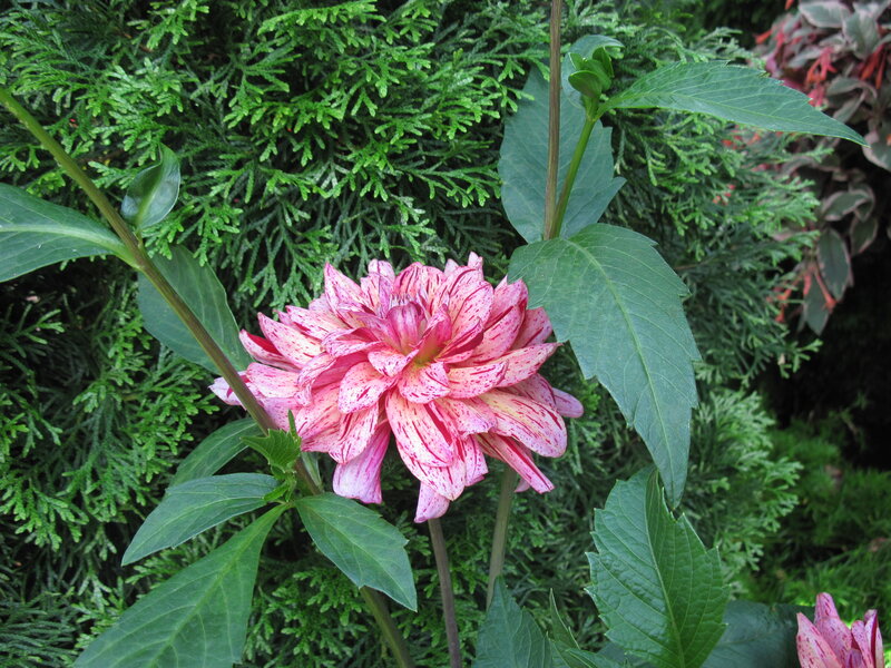Pink and White Dahlia — Calm, Afternoon