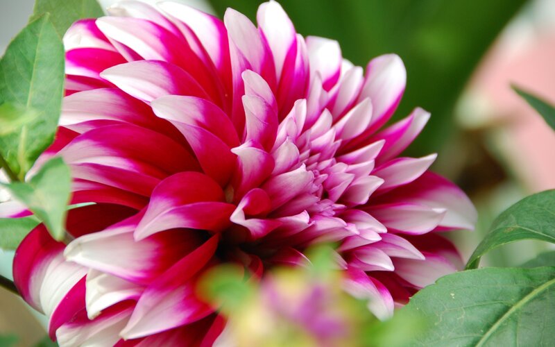 Pink and White Dahlia — Calm, Photograph, Green Leaves