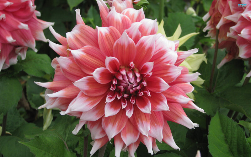 Pink and White Dahlia — Calm