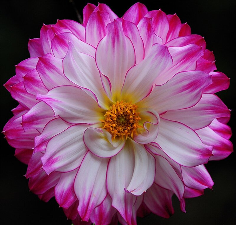 Pink and White Dahlia — Dramatic
