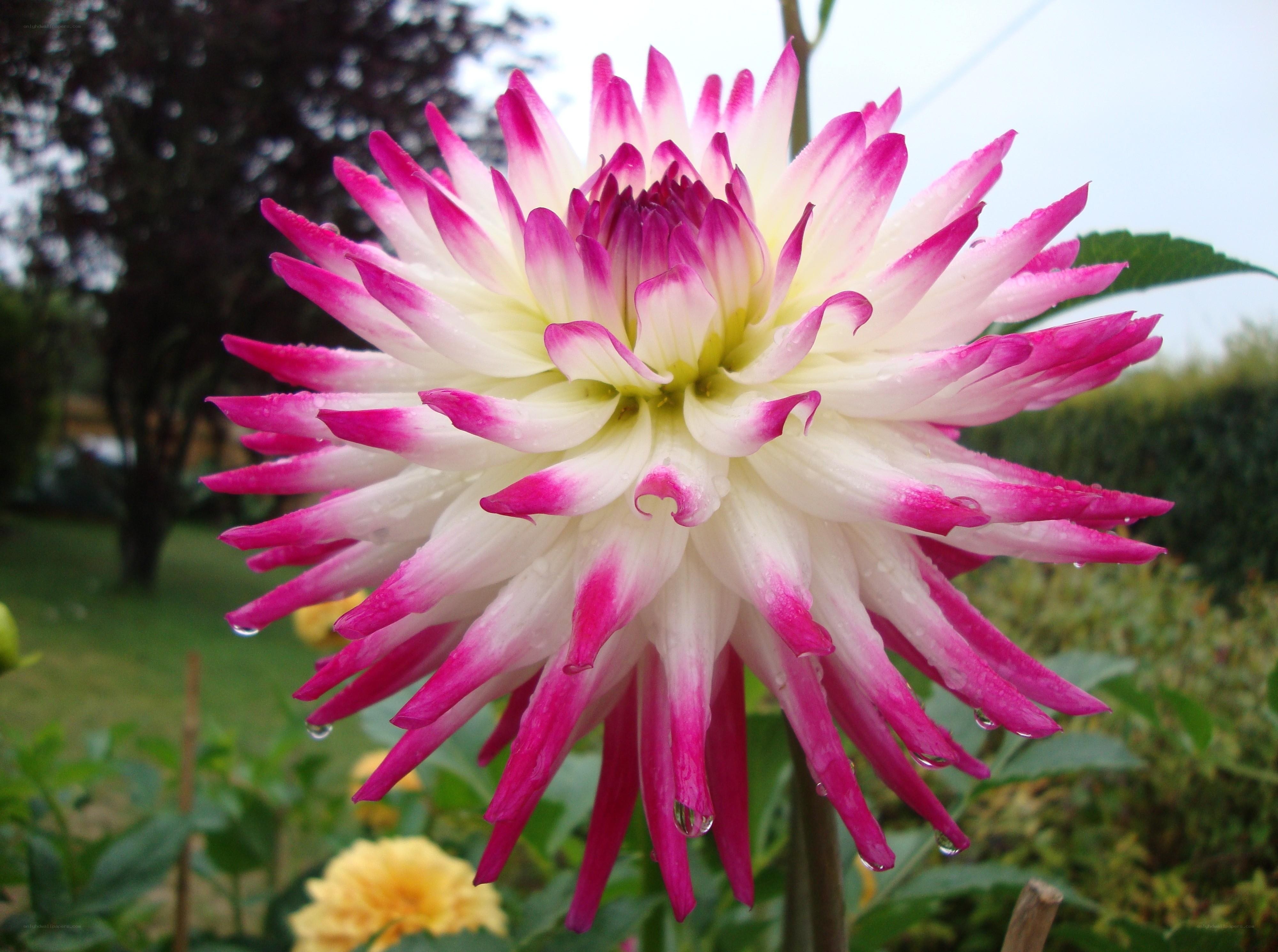 Pink and white dahlia flower