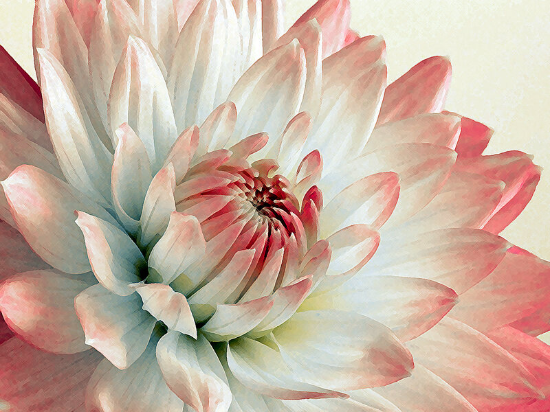 Pink and white dahlia flower