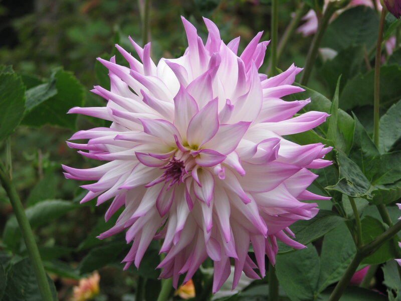 pink and white dahlia flower
