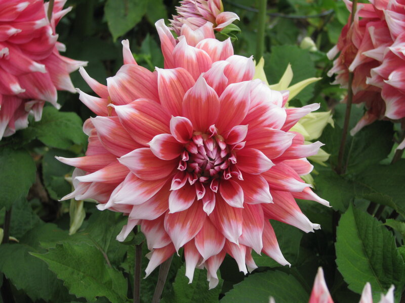 Pink and white dahlia flower