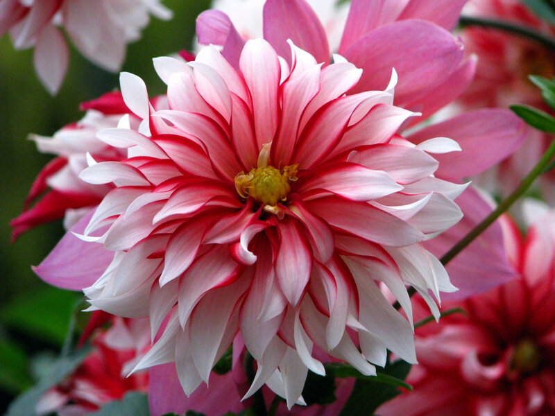 Pink and white dahlia flower