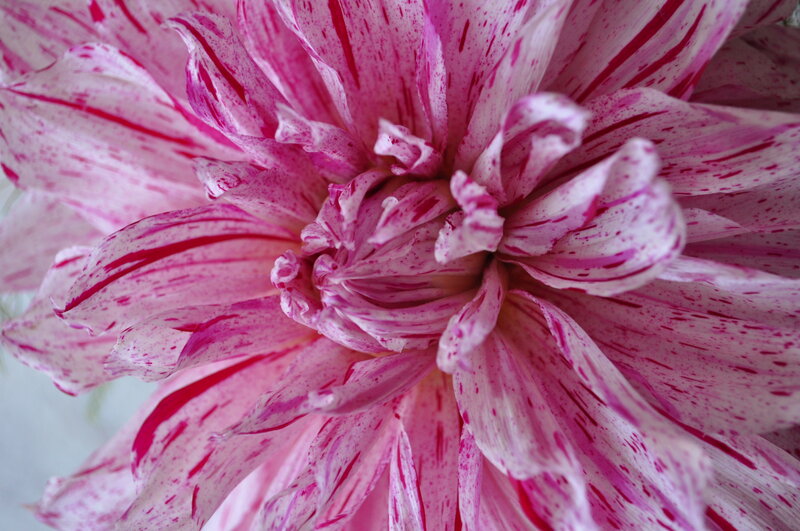 pink and white dahlia flower