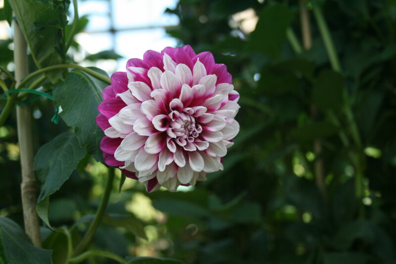 Pink and White Dahlia Flower — Calm, Afternoon, Photograph