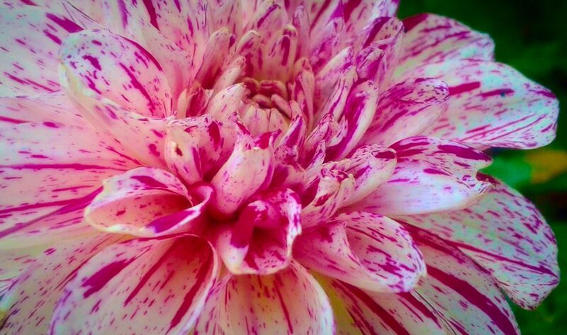 Pink and White Dahlia Flower — Calm, Photograph, Petals