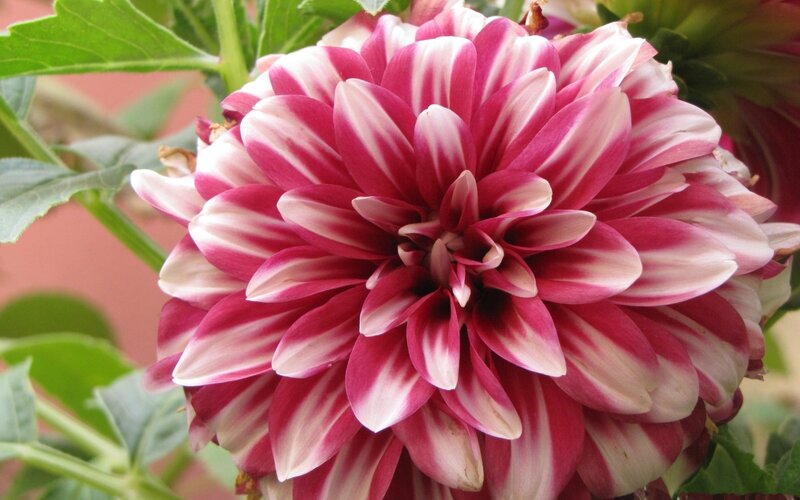 Pink and White Dahlia Flower — Calm