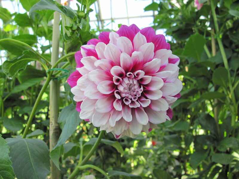 Pink and White Dahlia Flower — Serene
