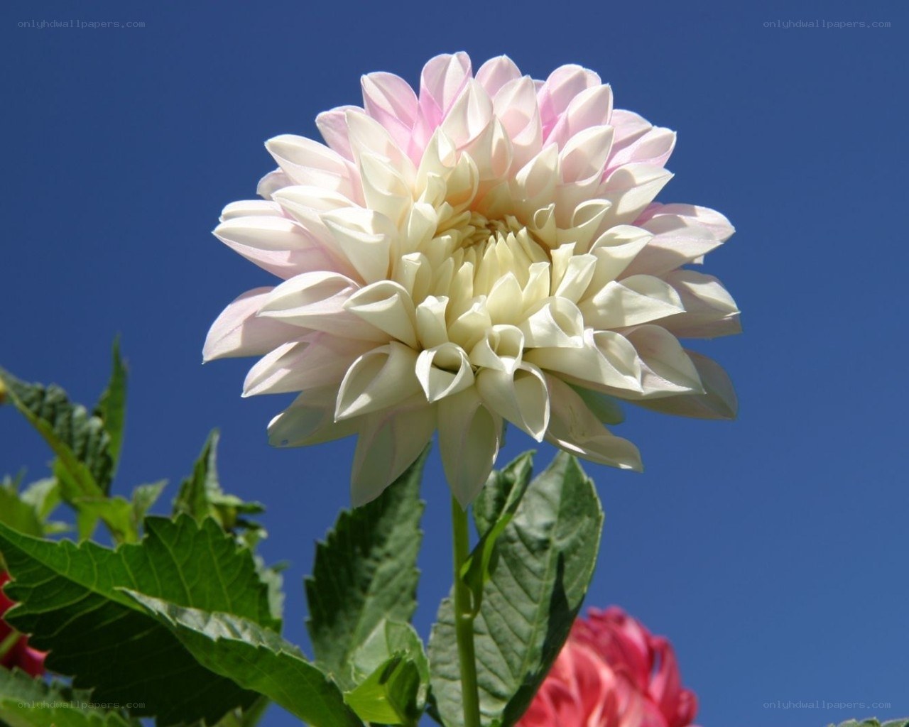 Pink and white dahlia flower