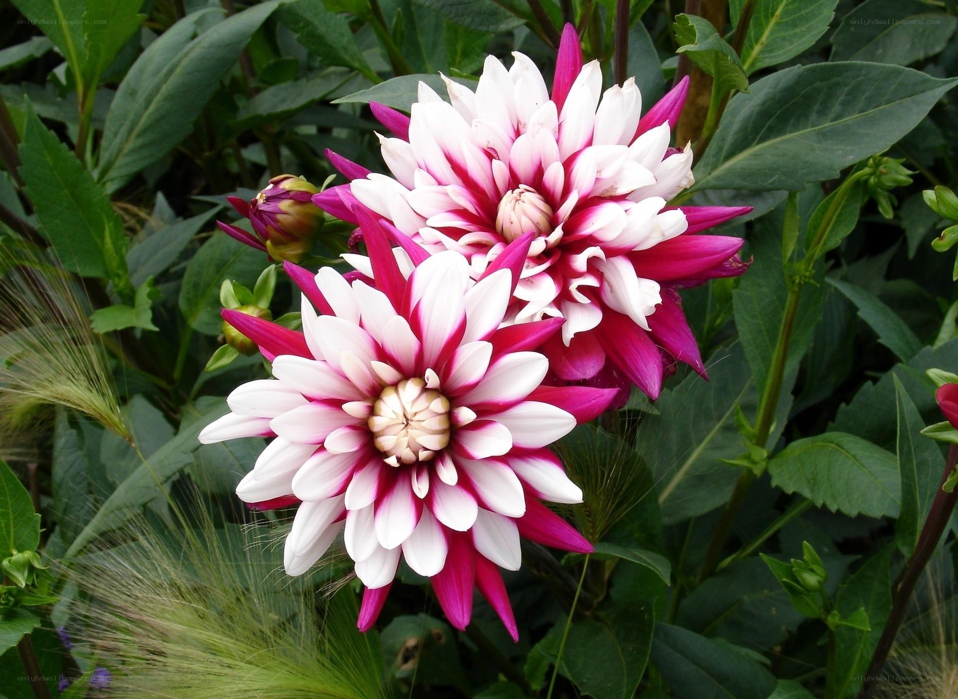 Pink and white dahlia flowers