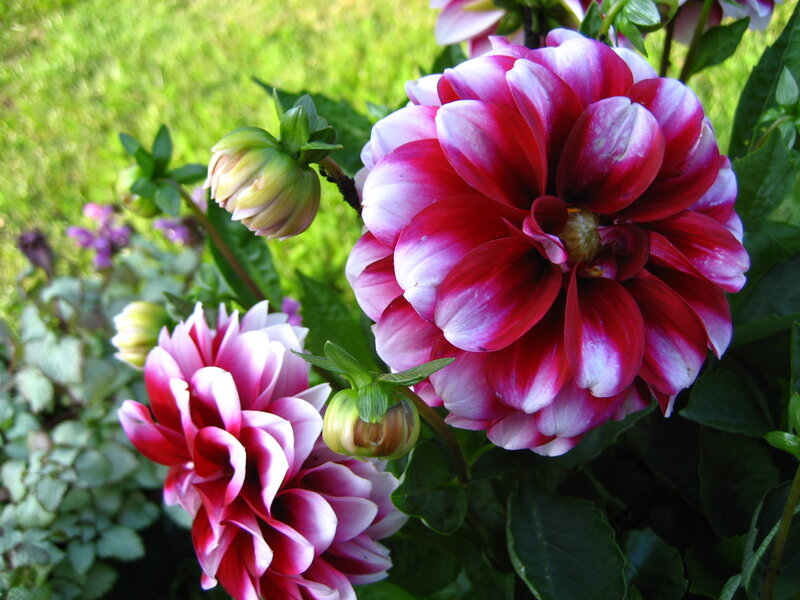 Pink and white dahlia flowers