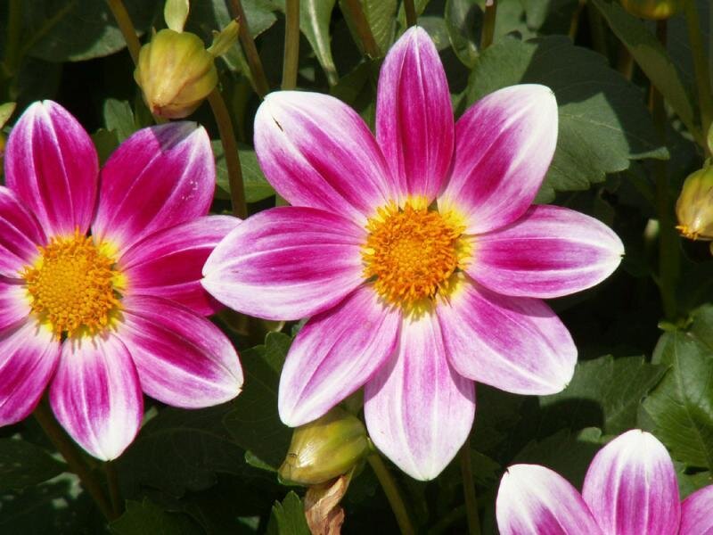 Pink and White Dahlia Flowers — Calm