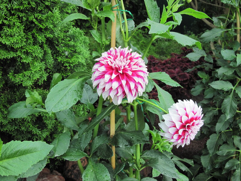 Pink and White Dahlia Flowers — Green