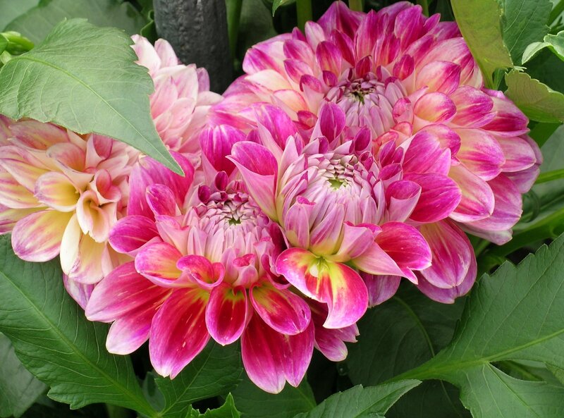 Pink and White Dahlia Flowers — Natural