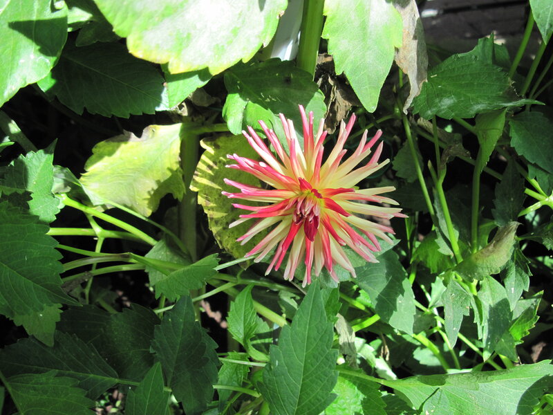 Pink and White Dahlia — Green