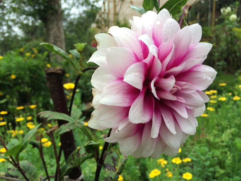 Pink and White Dahlia — Serene, Afternoon, Photograph, Flower