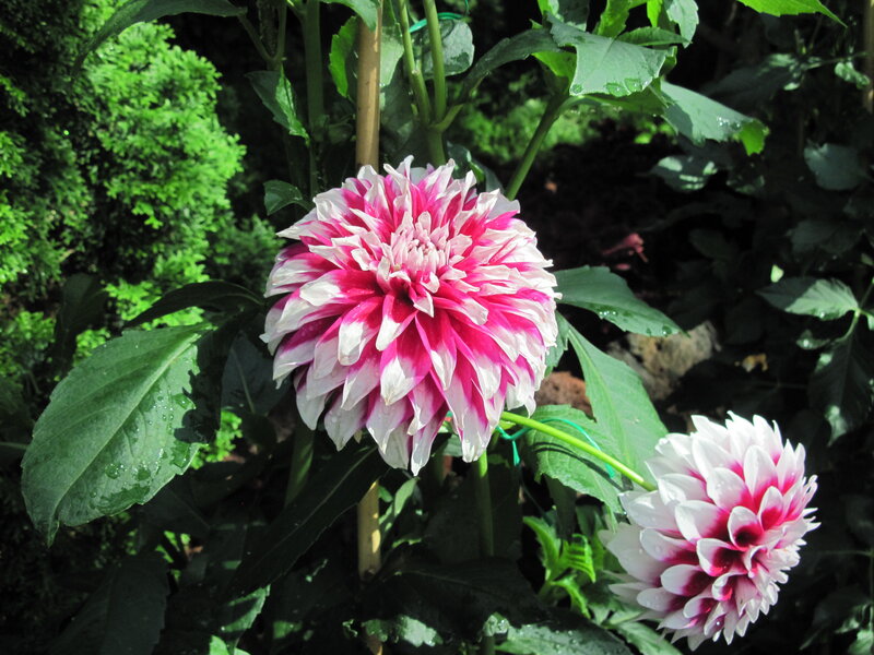 Pink and White Dahlia — Serene, Afternoon