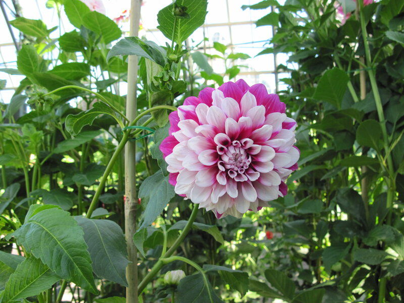Pink and White Dahlia — Serene
