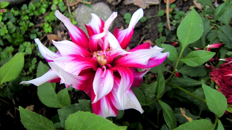 Pink and White Dahlia