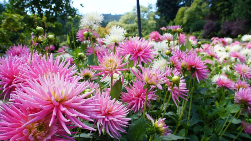 Pink and white dahlias in a garden