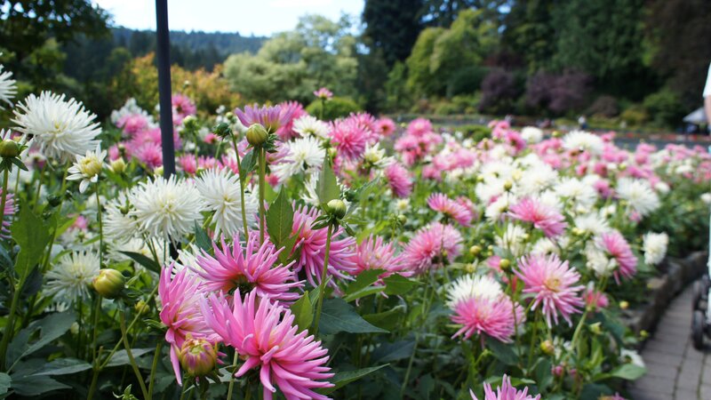 Pink and White Dahlias — Serene