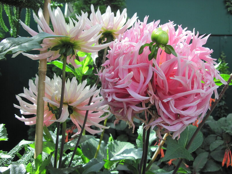 Pink and White Dahlias