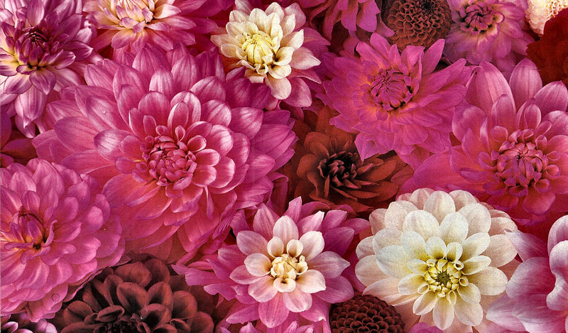 Pink and White Dahlias — Vibrant