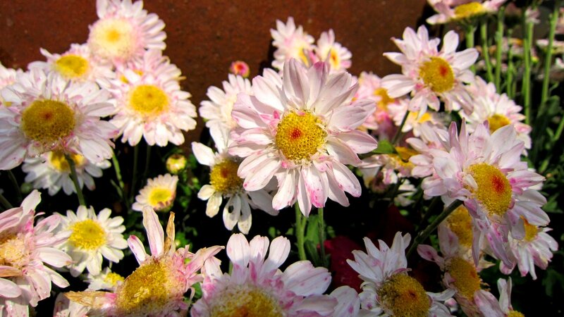 Pink and White Daisies — Calm, Afternoon, Photograph, Flowers