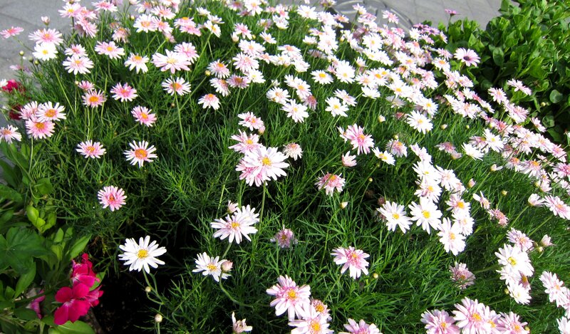 Pink and White Daisies — Calm, Afternoon