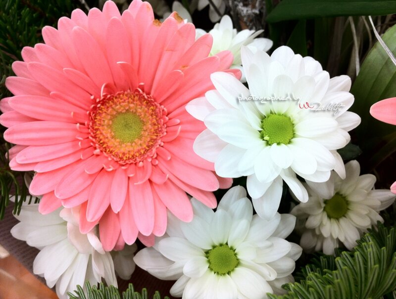 Pink and White Daisies — Calm, Photograph, Green Foliage