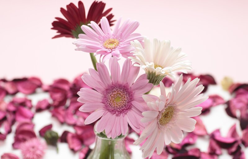 Pink and White Daisies — Calm, Photograph, Petals