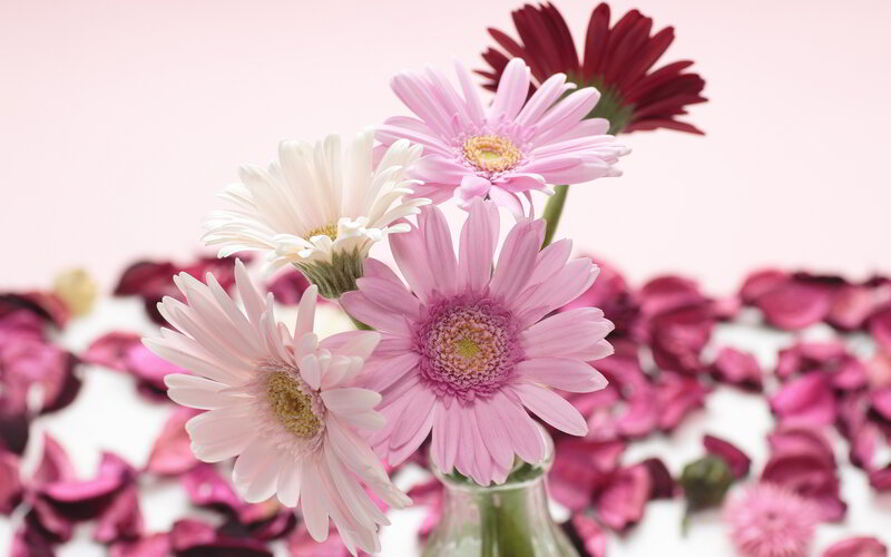 Pink and White Daisies — Calm, Photograph, Petals, Vase